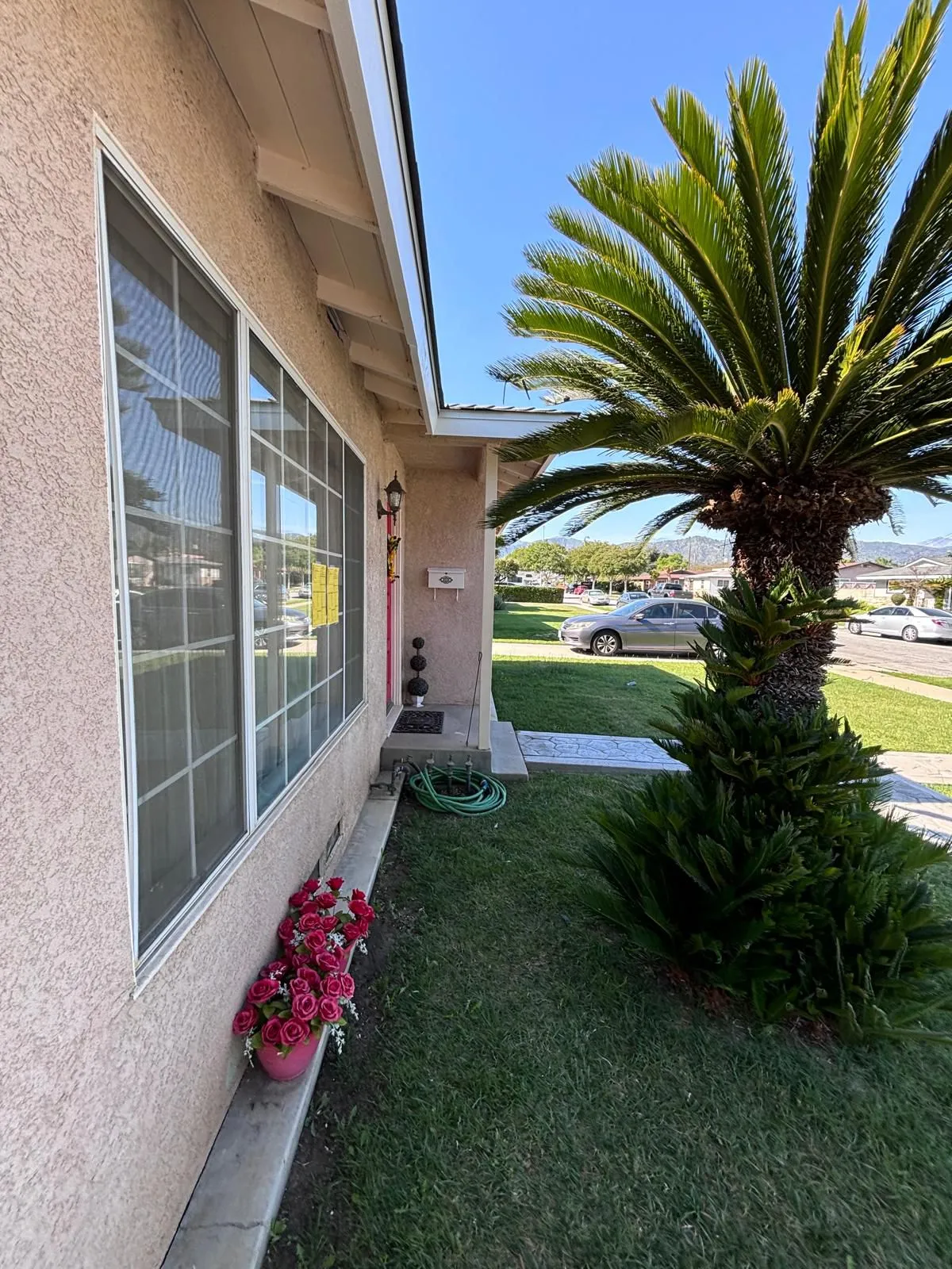 Front elevation with palm tree after full reroof